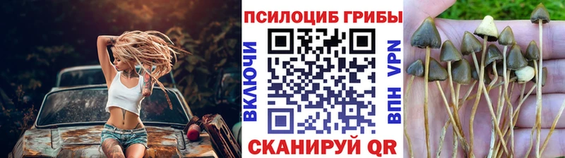 что такое наркотик Краснозаводск Псилоцибиновые грибы Psilocybine cubensis